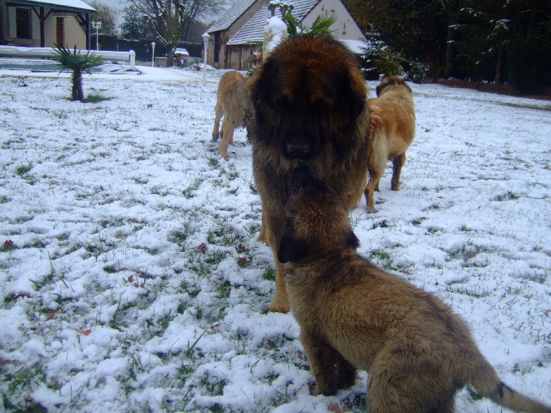 de la Terre des Lions du Berry - Leonberger - Portée née le 14/09/2010